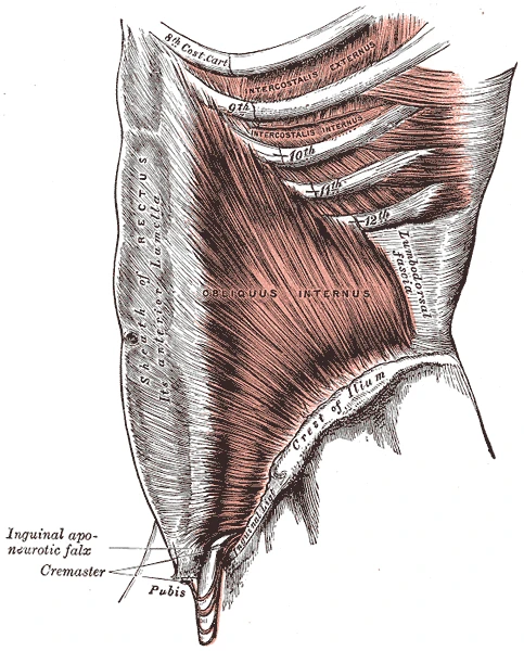 Dış eğik kas kaldırılmış olarak sol yanın iç eğik karın kası, Gray’s Anatomy, 1918, şekil 395