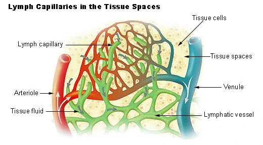 Lymph capillaries among the tissue cells between an arteriole and a venule: tissue fluid enters them and drains into a lymphatic vessel, SEER Training, U.S. National Cancer Institute