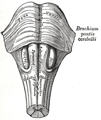 The pons and the medulla oblongata from the front, with the pyramids crossing in the decussation below, Gray's Anatomy, 20th edition, 1918, figure 679