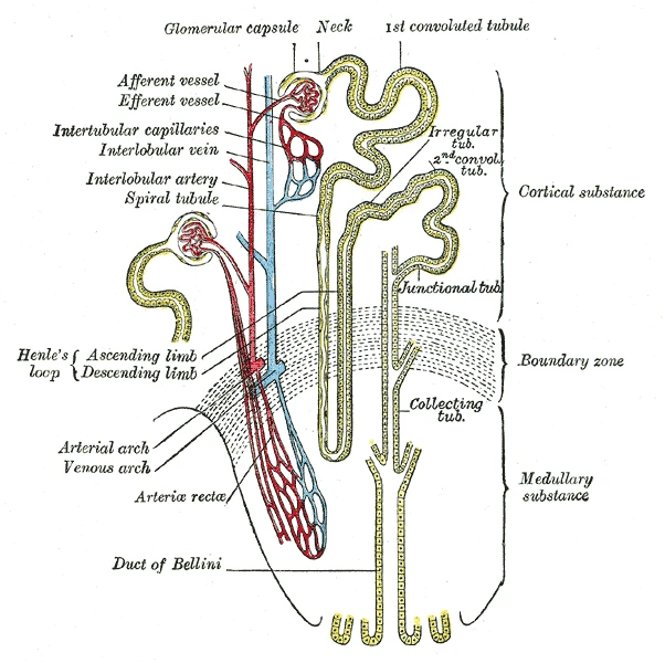 A nephron with its blood vessels: an afferent vessel enters each glomerulus in its capsule, and an efferent vessel leaves it to feed the capillaries around the tubules, Gray's Anatomy, 1918, figure 1128
