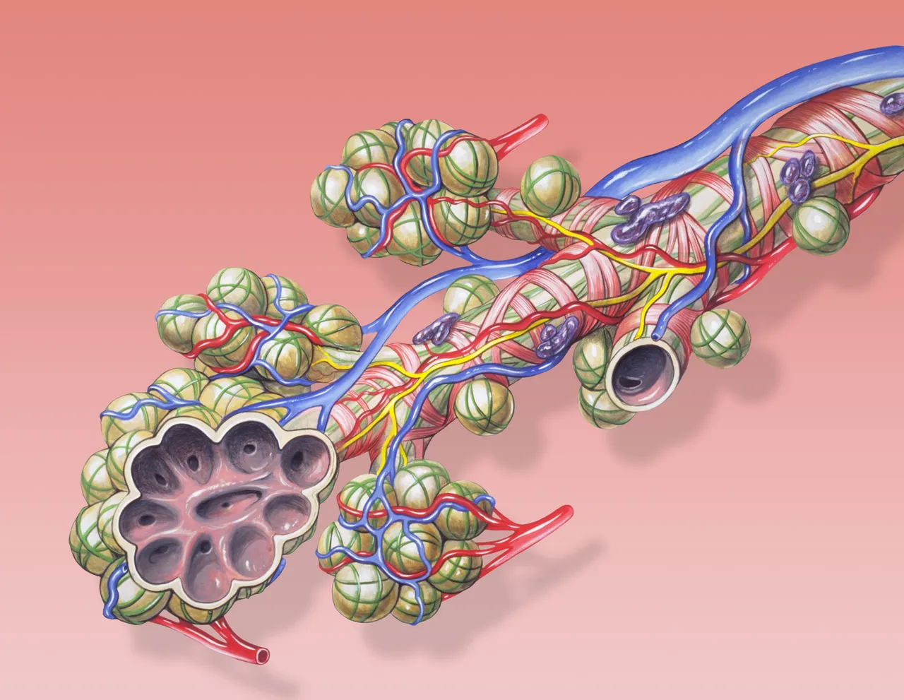 A small airway of the lung ending in air sacs, with its arteries and veins running beside it and around the sacs