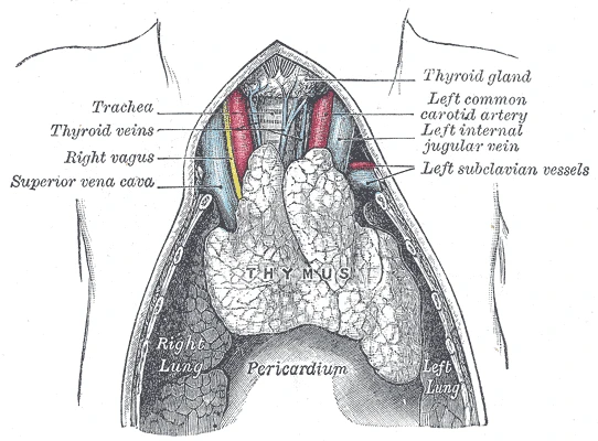 The thymus of a baby at full term, exposed in the chest: it lies on the pericardium between the lungs, below the thyroid gland, Gray's Anatomy, 1918, figure 1178
