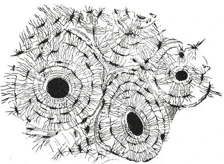 Compact bone cut across and magnified: osteons, each a set of rings around a central canal, with the spaces of the bone cells between the rings, Gray's Anatomy, 1918, figure 73