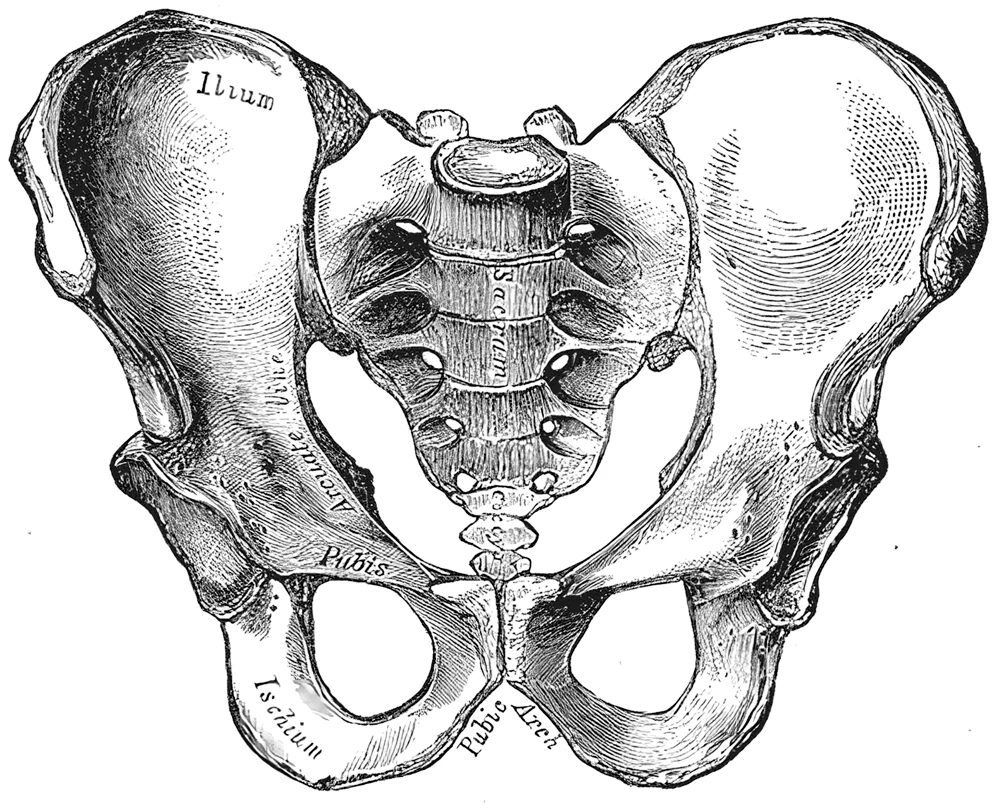 Önden bir erkeğin leğeni, Gray’s Anatomy, 1918, şekil 241