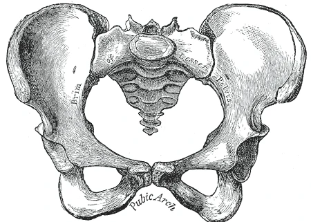 Önden bir kadının leğeni, daha geniş, girişi daha yuvarlak ve çatı kemikleri kemeri daha açık, Gray’s Anatomy, 1918, şekil 242