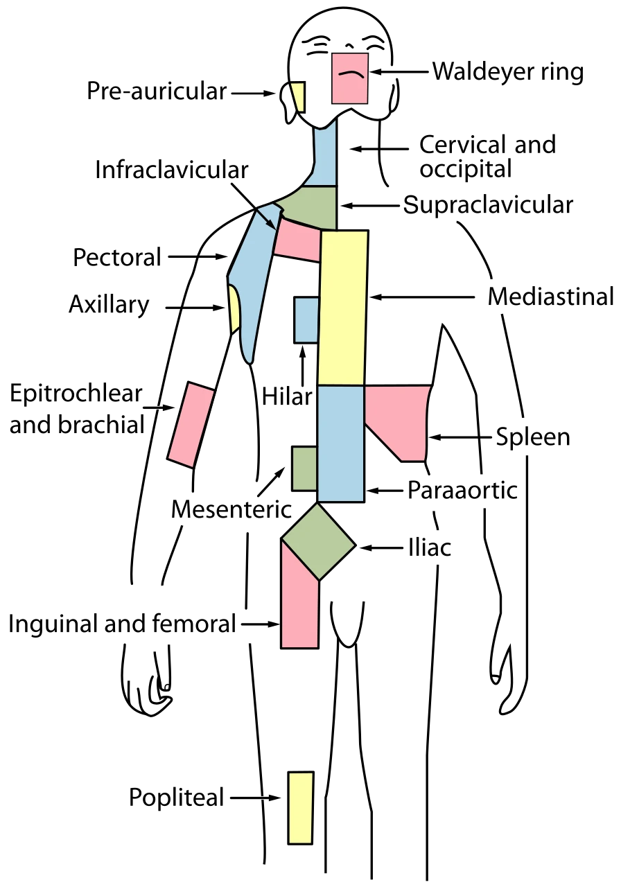 The regions where lymph nodes gather, as doctors map them: neck, armpit, chest, abdomen beside the aorta, mesentery, pelvis, groin and behind the knee, after SEER Training, U.S. National Cancer Institute