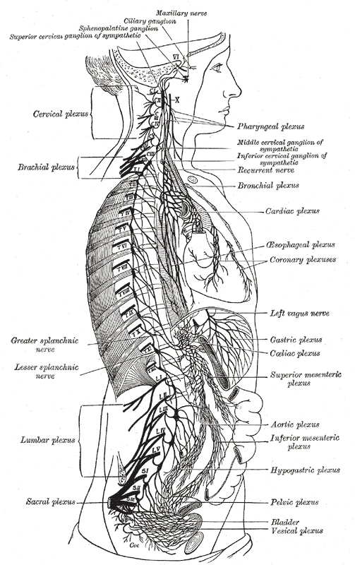 The right sympathetic chain beside the spine and its connections to the plexuses of the chest, abdomen and pelvis, after Schwalbe, Gray's Anatomy, 20th edition, 1918, figure 838