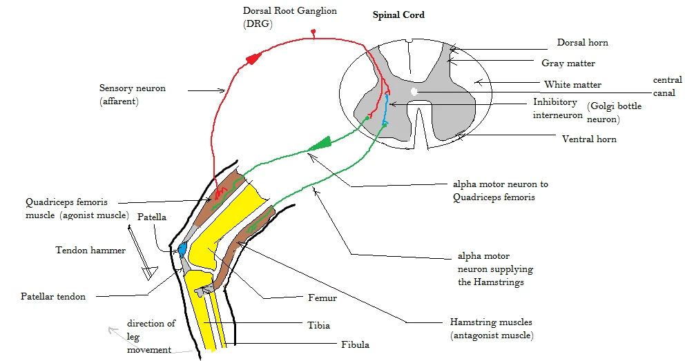 The knee jerk: the sensory fibre from the quadriceps enters the cord through the dorsal root ganglion and excites the motor neuron of the same muscle