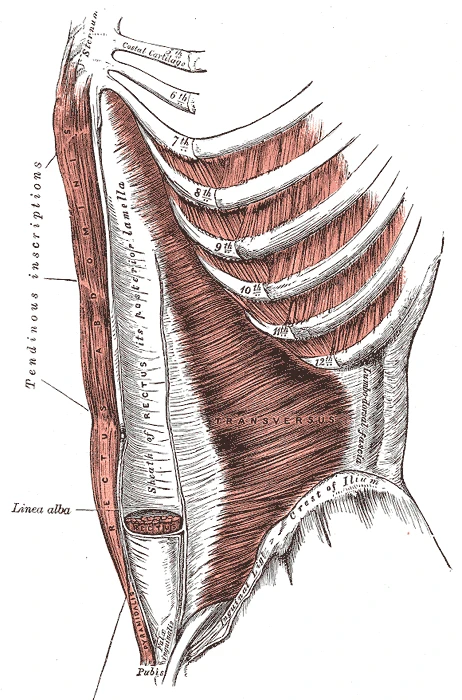 Eğik kaslar kaldırılmış ve düz kas kını açılmış olarak enine karın kası ve düz karın kası, Gray’s Anatomy, 1918, şekil 397