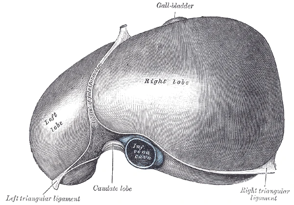 The upper surface of the liver, with its right and left lobes, Gray's Anatomy, 1918, figure 1085