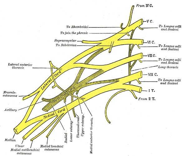 Plan of the brachial plexus: the fifth cervical to first thoracic nerves join into lateral, posterior and medial cords that end in the musculocutaneous, axillary, radial, median and ulnar nerves, Gray's Anatomy, 20th edition, 1918, figure 807