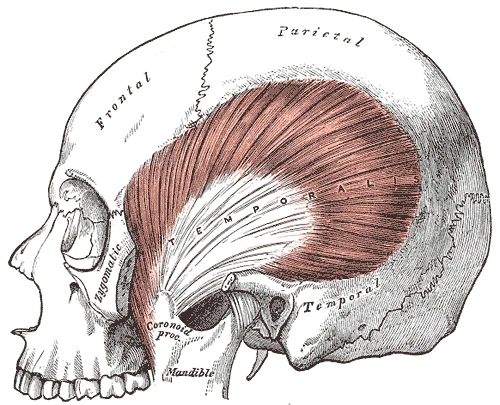 Kafatasının yan yüzüne yelpaze gibi yayılıp alt çenenin koronoid çıkıntısına uzanan şakak kası, elmacık kemeri ve masseter kaldırılmış, Gray’s Anatomy, 1918, şekil 382