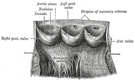 The aortic valve laid open: three cusps shaped like pockets, with the openings of the coronary arteries just above them, Gray's Anatomy, 1918, figure 497