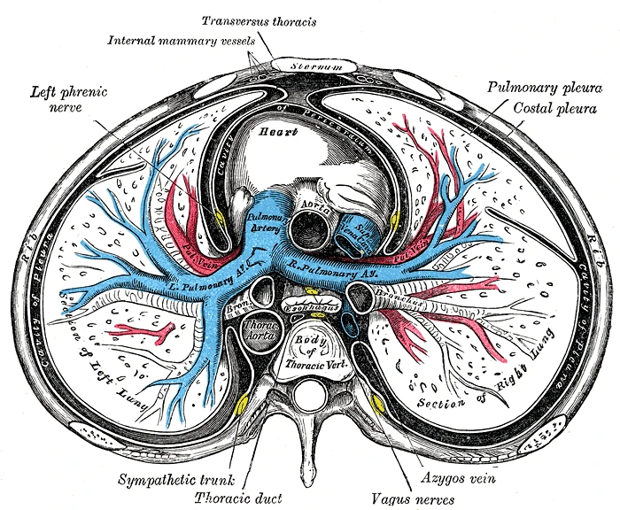 A cross-section of the chest seen from above: the pulmonary trunk dividing into the right and left pulmonary arteries, which branch into the lungs beside the bronchi, Gray's Anatomy, 1918, figure 503