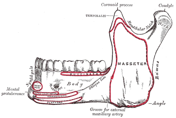 Yandan alt çene kemiği, gövdesi, dalı, kondili ve koronoid çıkıntısıyla, kasların tutunma yerleri kırmızı, Gray’s Anatomy, 1918, şekil 176