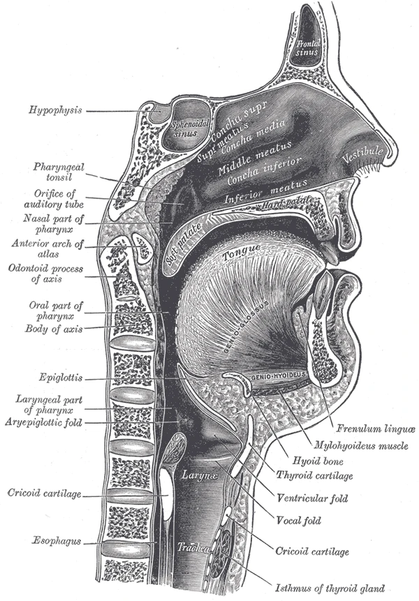 The head and neck cut down the middle: nose, mouth, pharynx, larynx and the start of the esophagus, Gray's Anatomy, 1918, figure 994