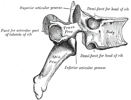 Yandan bir göğüs omuru, kaburga başı ve kaburga tümseği için eklem yüzleriyle, Gray’s Anatomy, 1918, şekil 90