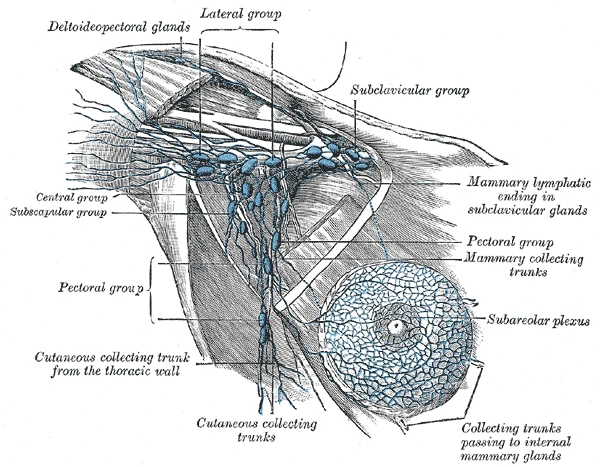 The lymph vessels of the breast and the groups of axillary nodes, semidiagrammatic, Gray's Anatomy, 1918, figure 607