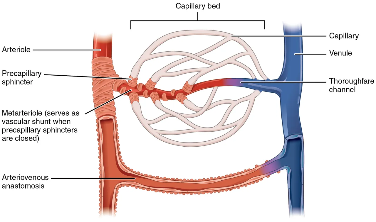 A capillary bed between an arteriole and a venule, OpenStax Anatomy and Physiology