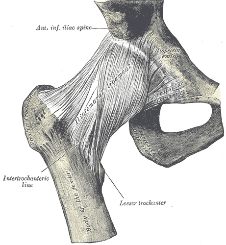 The right hip joint from the front, with the iliofemoral ligament across the capsule, Gray's Anatomy, 1918, figure 339