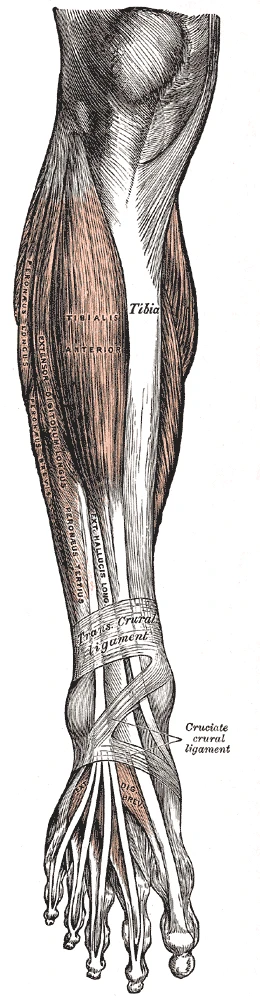 Bacağın ön yüzünün kasları, kaval kemiğinin yanında tibialis anterior ve ayak parmağı açıcıları, kirişlerini bilekte enine ve çapraz bacak bağları tutar, Gray’s Anatomy, 1918, şekil 437