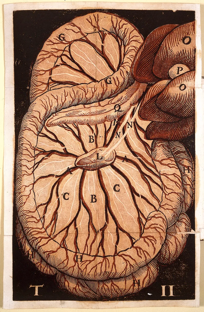 A plate of Aselli's De lactibus sive lacteis venis, 1627, printed in colour: the white milky veins gather in the mesentery of a dog and run up towards the lobes of the liver at the top right