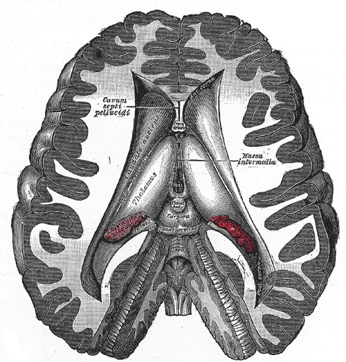 The two thalami exposed from above, with the caudate nucleus curving round each, Gray's Anatomy, 20th edition, 1918, figure 716