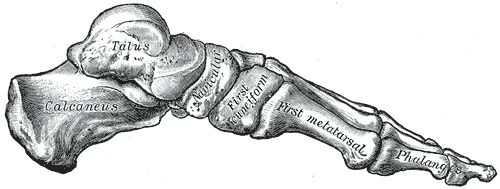 İç yandan ayak iskeleti, topuk kemiğinden birinci ayak tarağı kemiğine uzanan kemerle, Gray’s Anatomy, 1918, şekil 290