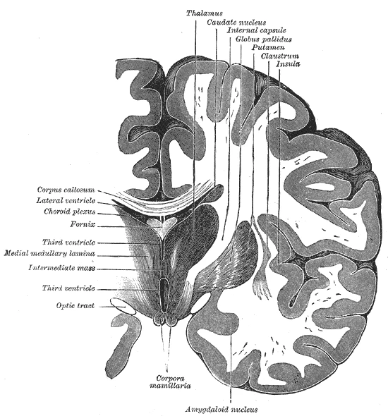 Coronal section through the thalamus: the internal capsule runs between the thalamus and caudate nucleus on one side and the putamen and globus pallidus on the other, Gray's Anatomy, 20th edition, 1918, figure 718