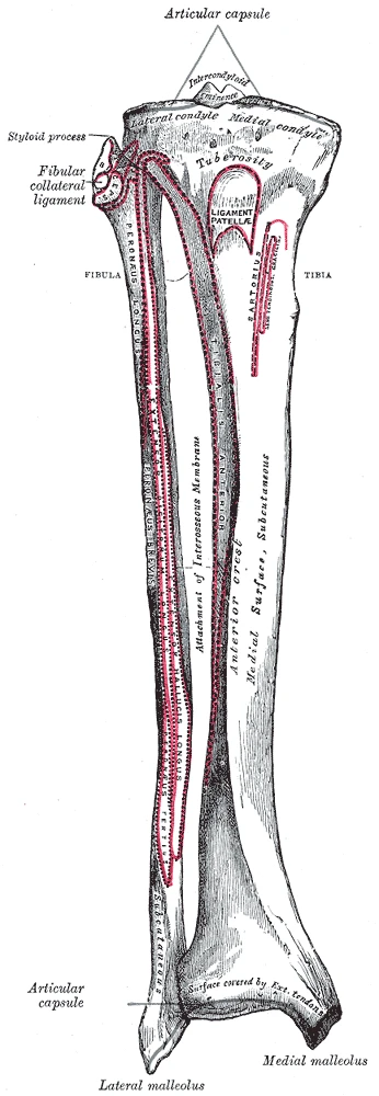 The bones of the right leg from the front, the tibia and the fibula, Gray's Anatomy, 1918, figure 258
