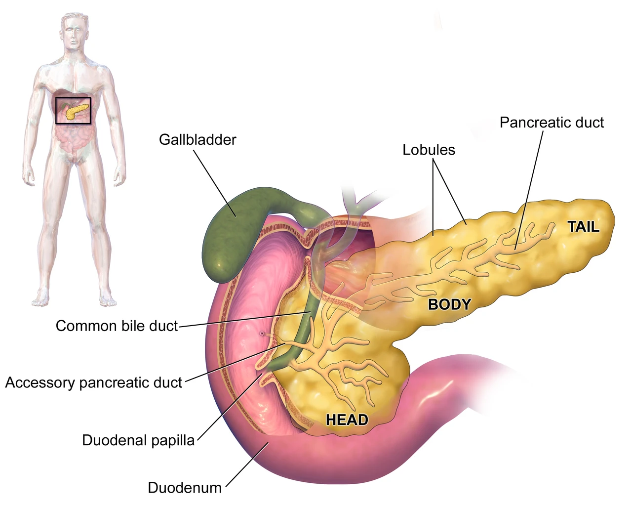 The pancreas and its ducts, which open with the bile duct into the duodenum, Blausen Medical
