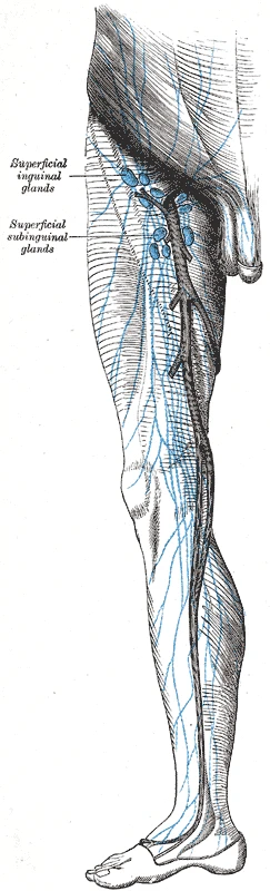 The superficial lymph vessels of the leg climbing beside the great saphenous vein to the superficial inguinal nodes, Gray's Anatomy, 1918, figure 610