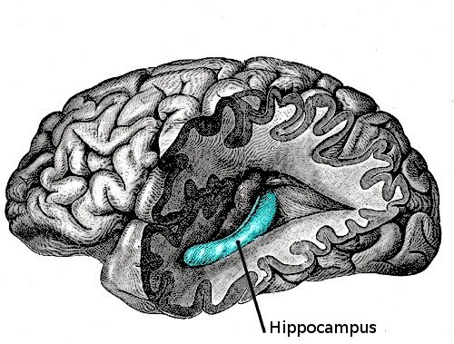The hippocampus, coloured, in the floor of the opened inferior horn of the left lateral ventricle, after Gray's Anatomy, 20th edition, 1918, figure 739