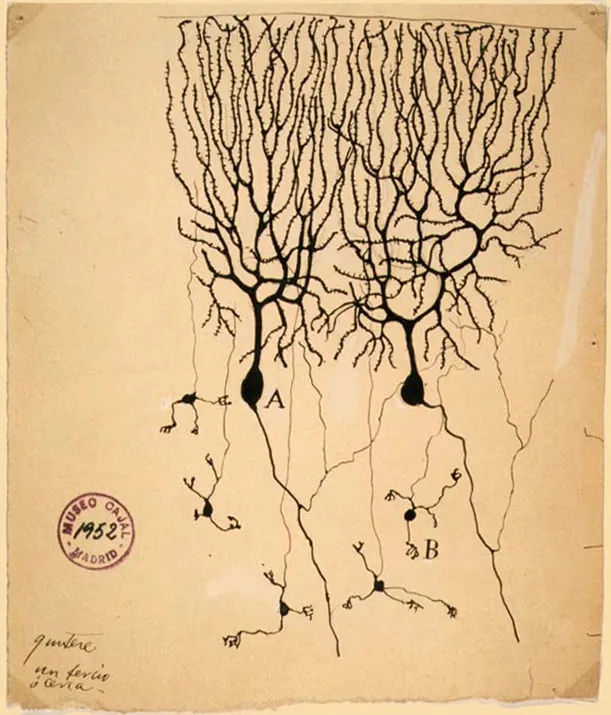 Purkinje cells (A) and granule cells (B) from the cerebellum of a pigeon, drawn by Santiago Ramón y Cajal