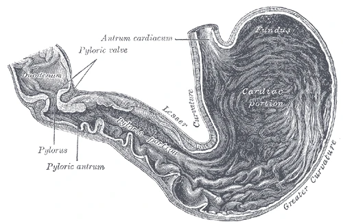 Interior of the stomach, with the pylorus and its valve at the outlet into the duodenum, Gray's Anatomy, 1918, figure 1050