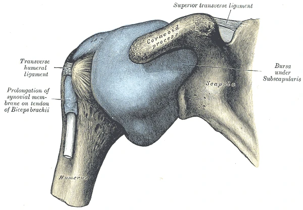 Önden şişirilmiş omuz eklemi kapsülü, Gray’s Anatomy, 1918, şekil 327