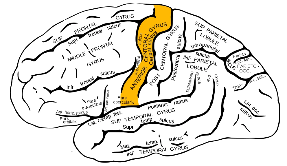 The precentral gyrus, coloured, in front of the central sulcus of the left hemisphere, after Gray's Anatomy, 20th edition, 1918, figure 726