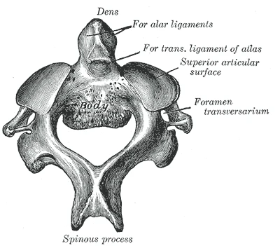 Yukarıdan ikinci boyun omuru aksis, atlasın halkasına yükselen dişiyle, Gray’s Anatomy, 1918, şekil 87