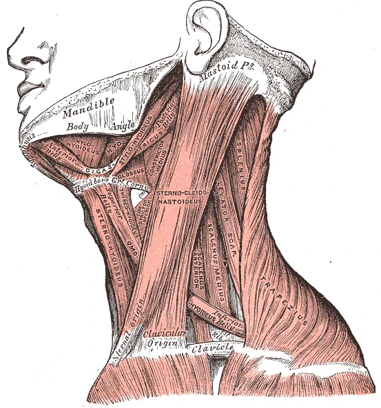 Yandan boyun kasları, göğüs kemiği ve köprücük kemiğinden meme çıkıntısına uzanan sternokleidomastoid ve arkasında trapez kası, Gray’s Anatomy, 1918, şekil 385