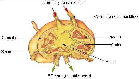 A lymph node cut open: afferent vessels with valves enter its rounded side, the lymph passes the nodules of the cortex and leaves by efferent vessels at the hilum, SEER Training, U.S. National Cancer Institute