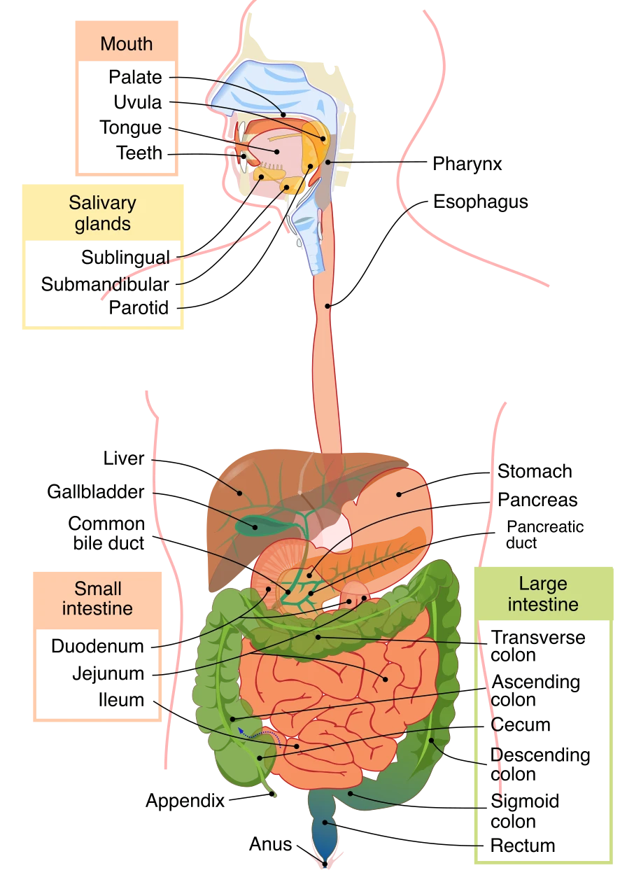The digestive tract and the glands that empty into it, labelled diagram