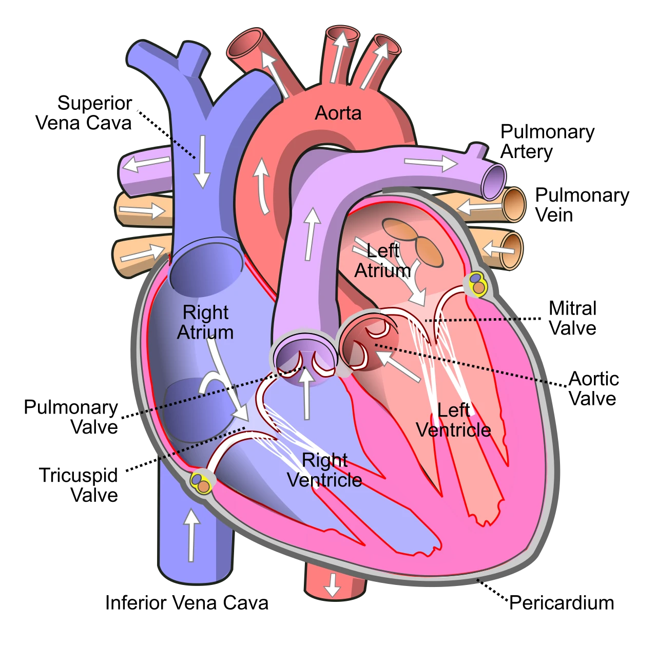 The four chambers and four valves of the heart and the great vessels, with arrows for the way the blood flows