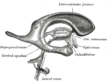 A cast of the ventricles seen from the side, after Retzius, Gray's Anatomy, 20th edition, 1918, figure 736