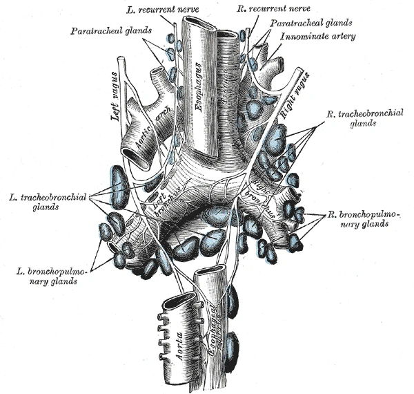 The tracheobronchial and bronchopulmonary nodes round the fork of the trachea and the paratracheal nodes above, seen from behind, Gray's Anatomy, 1918, figure 622