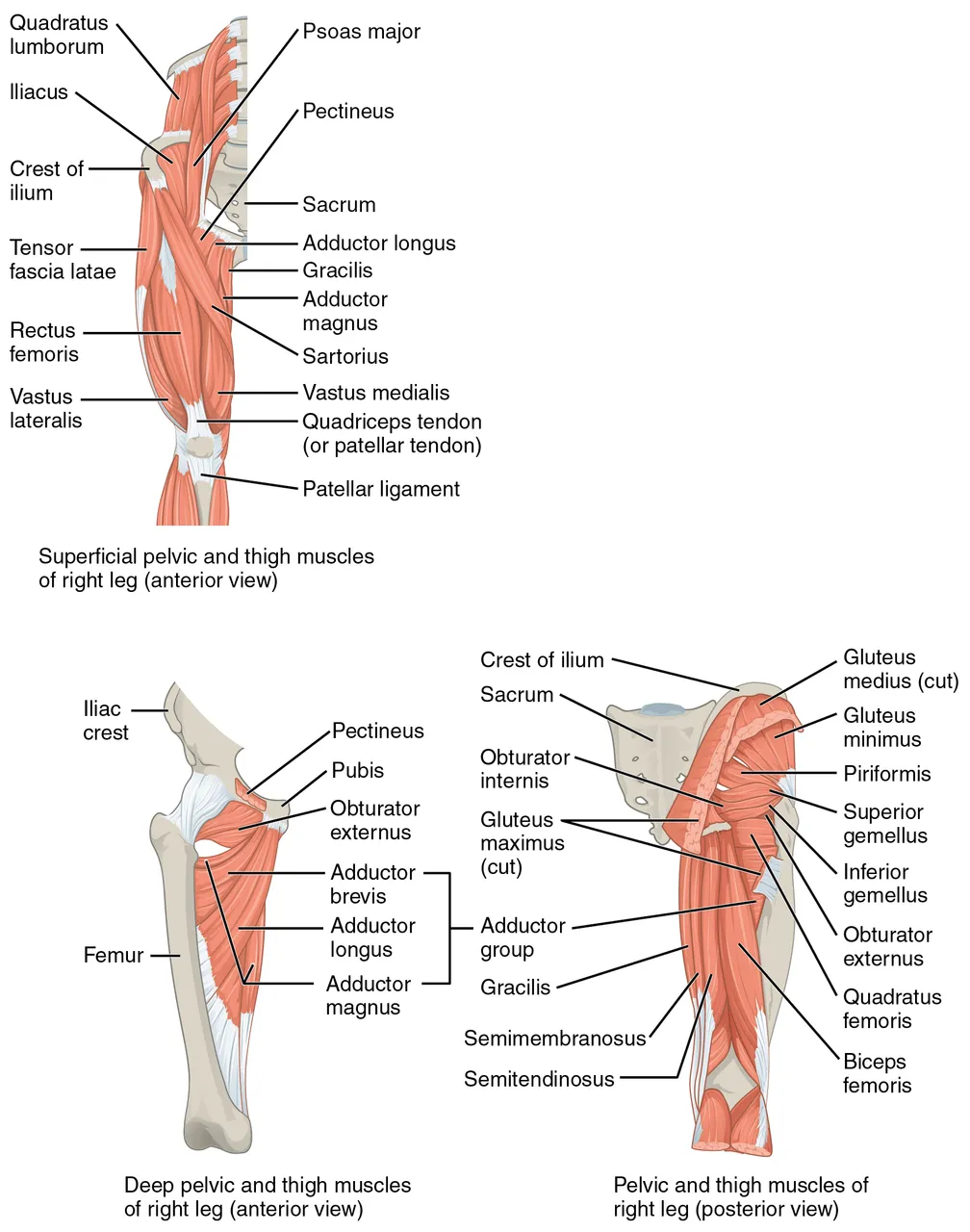 Önden ve arkadan kalça ve uyluk kasları, aralarında kuadriseps, terzi kası, addüktörler ve arka uyluk kasları, OpenStax Anatomy and Physiology