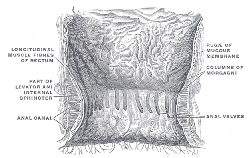 The lining of the lower rectum and anal canal, with the internal sphincter in its wall, Gray's Anatomy, 1918, figure 1080