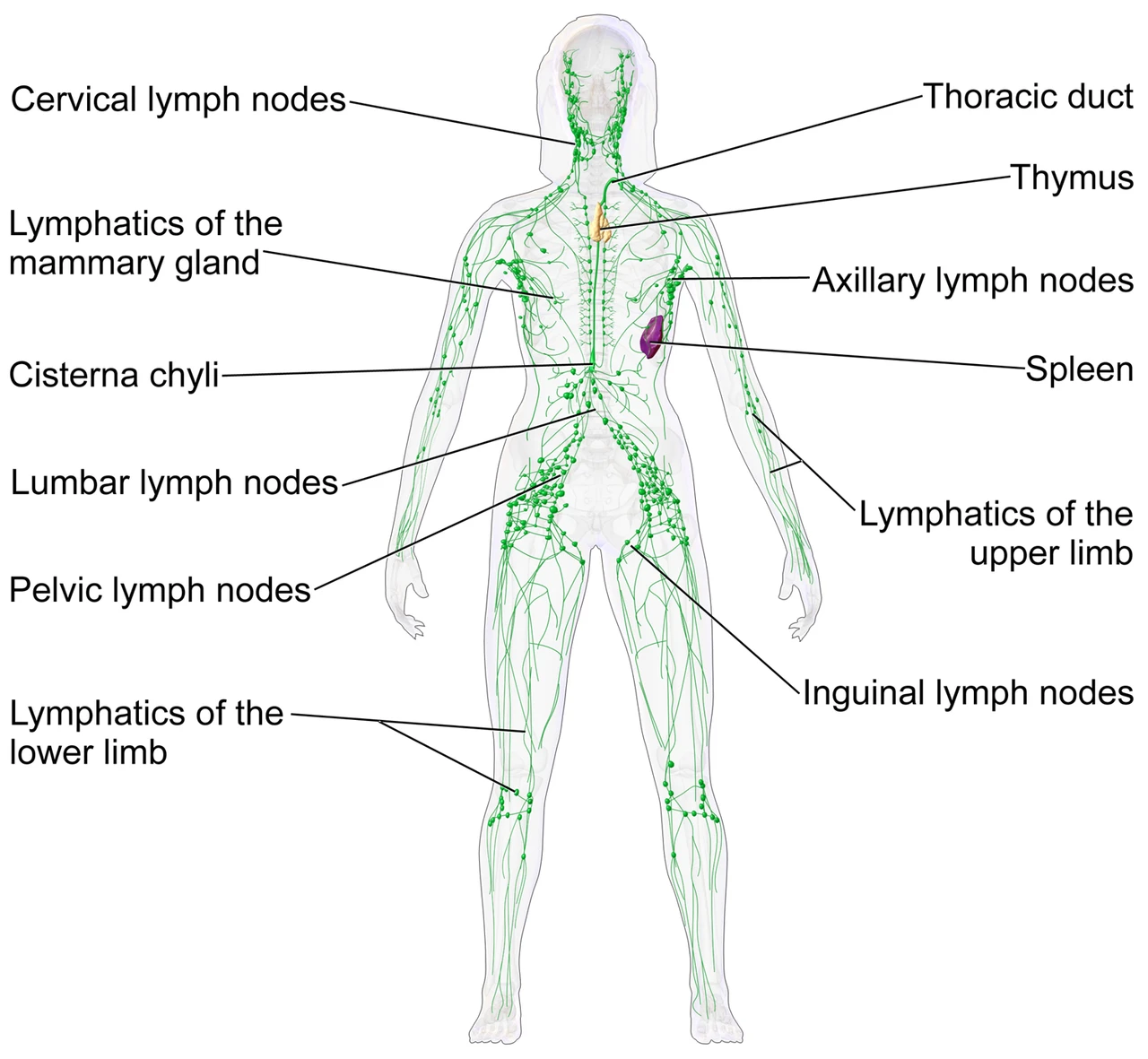 The lymphatic system of a woman: the lymph vessels of the limbs and the breast, the cervical, axillary, lumbar, pelvic and inguinal nodes, the cisterna chyli, the thoracic duct, the thymus and the spleen