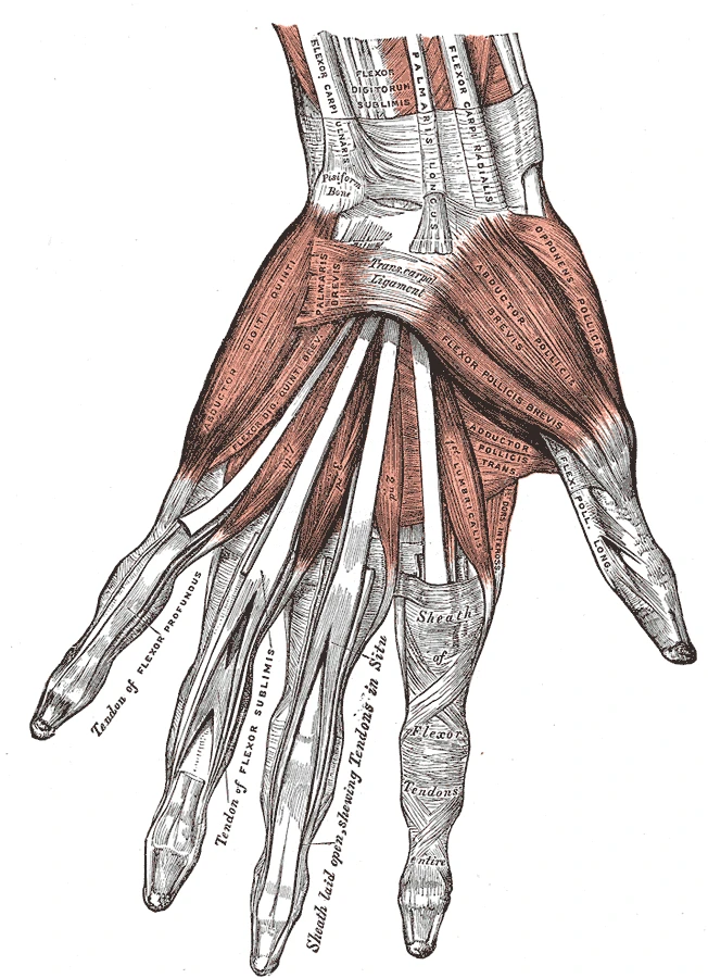 Avucun kasları, tenar ve hipotenar kaslar ile parmaklara uzanan uzun bükücü kirişler, Gray’s Anatomy, 1918, şekil 427
