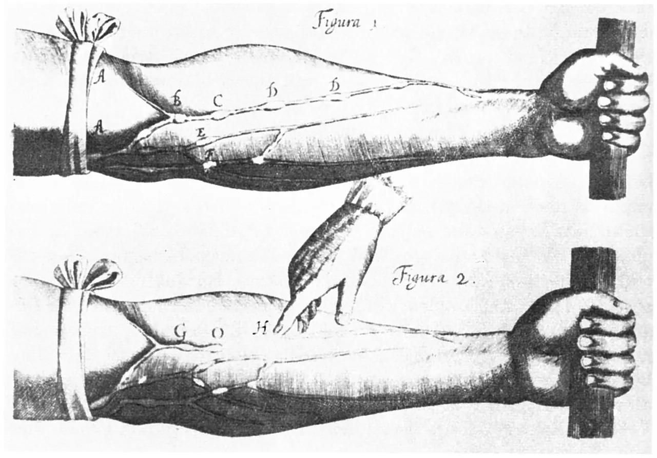 The bandaged arm and the valves of the veins, William Harvey, De motu cordis, 1628
