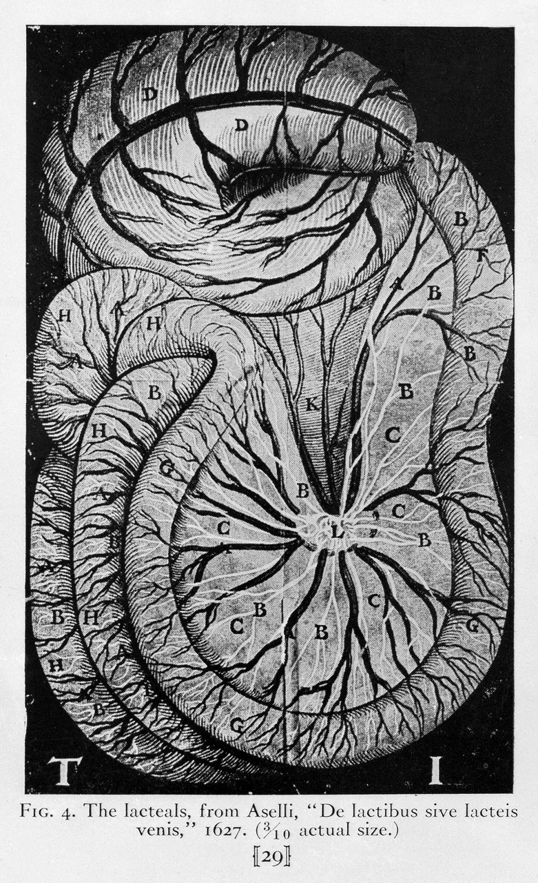 Aselli's first plate: the milky veins, white, spread through the mesentery of a dog, from De lactibus sive lacteis venis, 1627, in a later reproduction